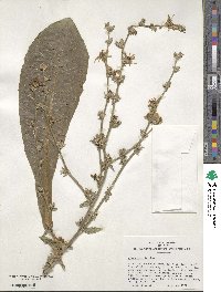 Cichorium intybus image