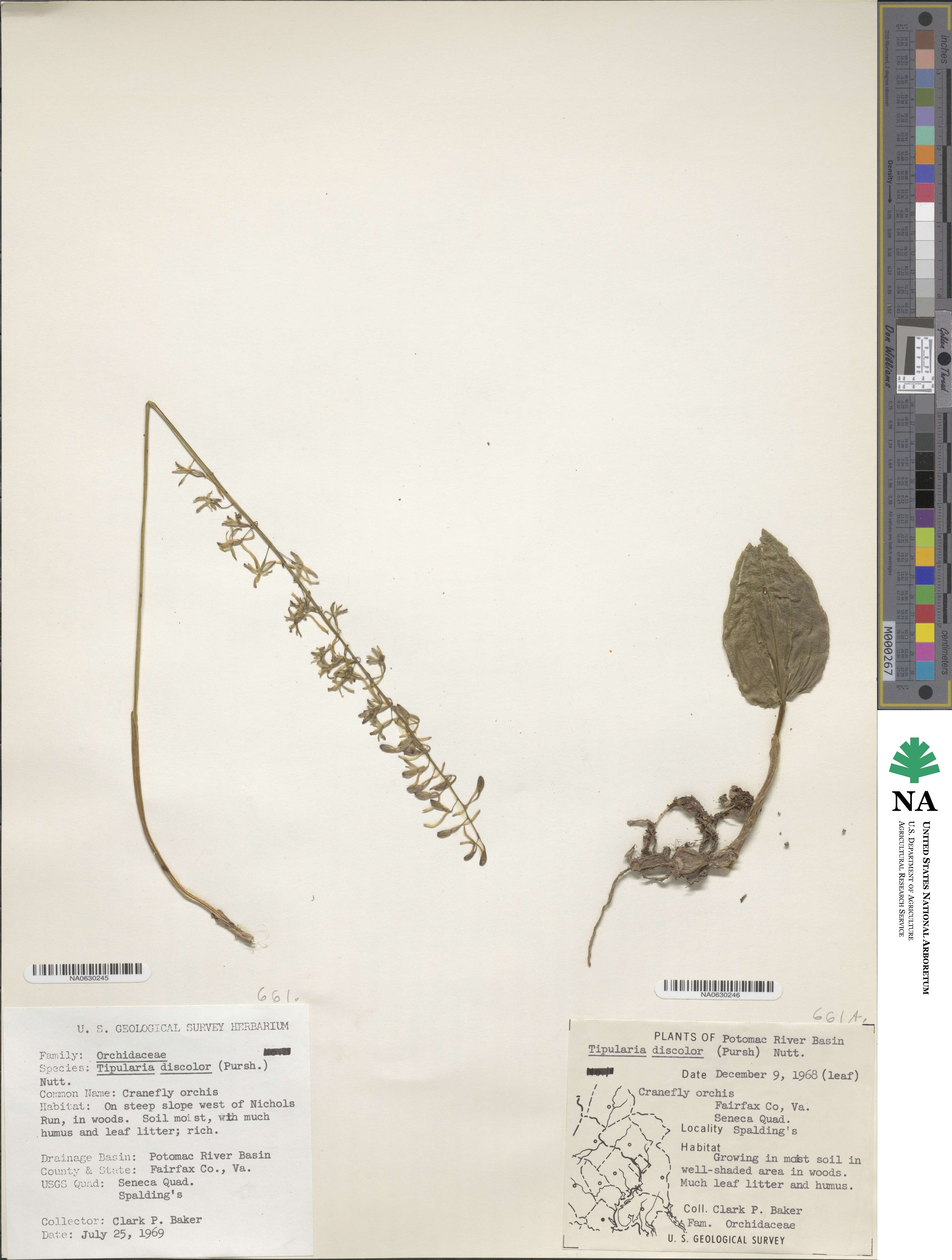 Tipularia discolor image