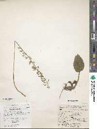 Tipularia discolor image