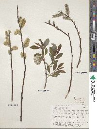 Salix discolor image