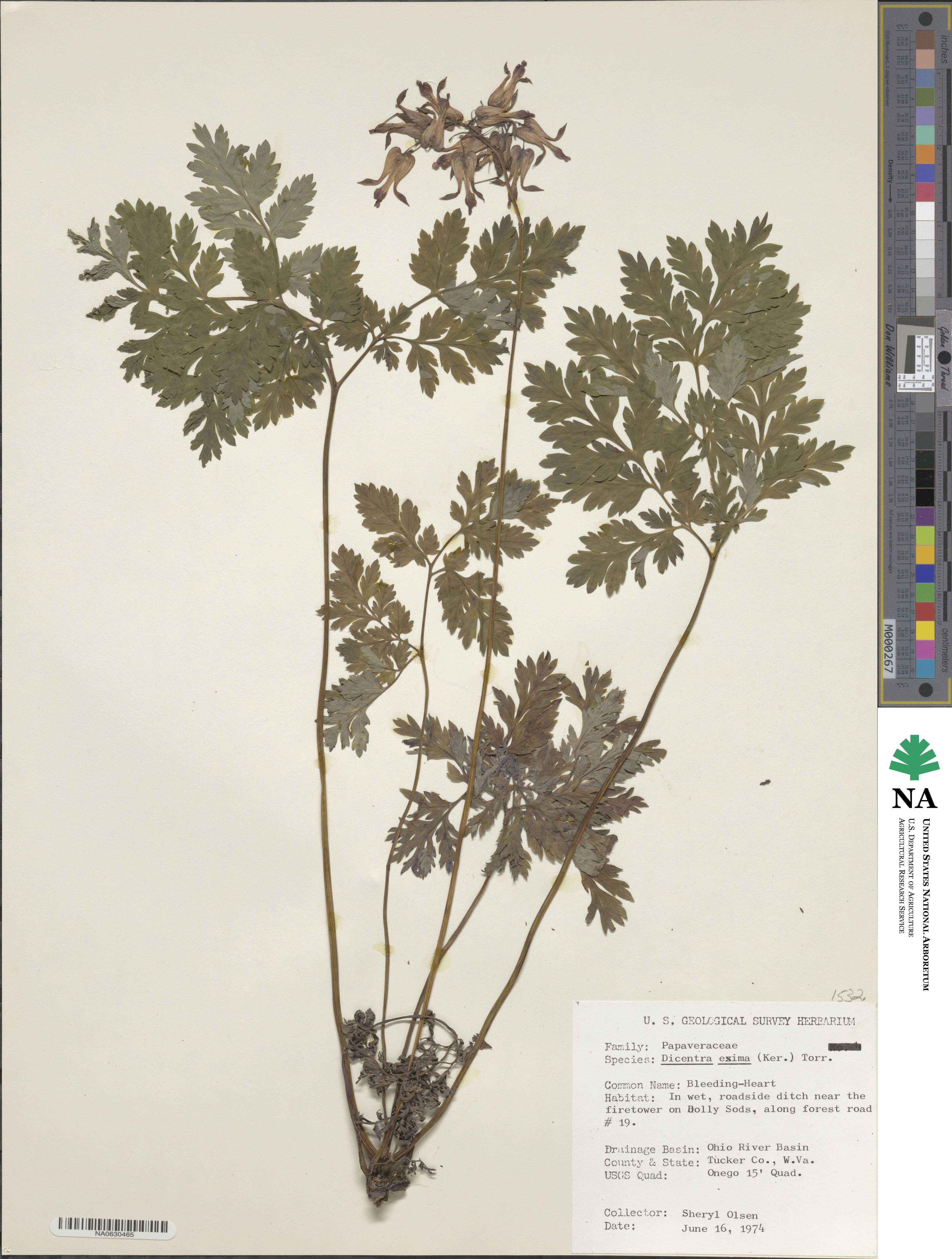 Papaveraceae image