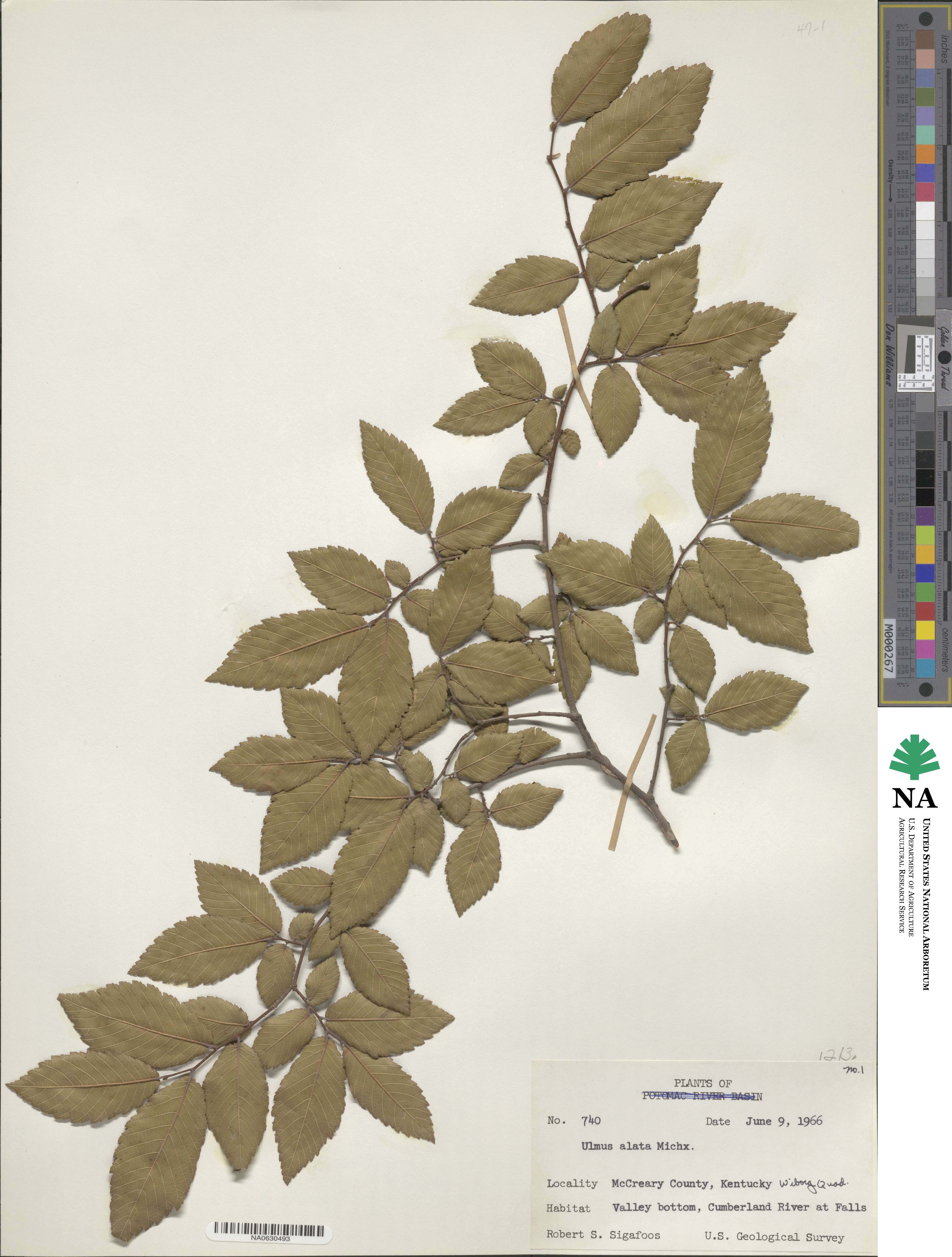 Ulmaceae image