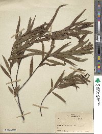 Salix nigra image