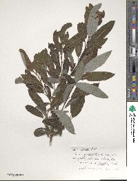 Salix discolor image