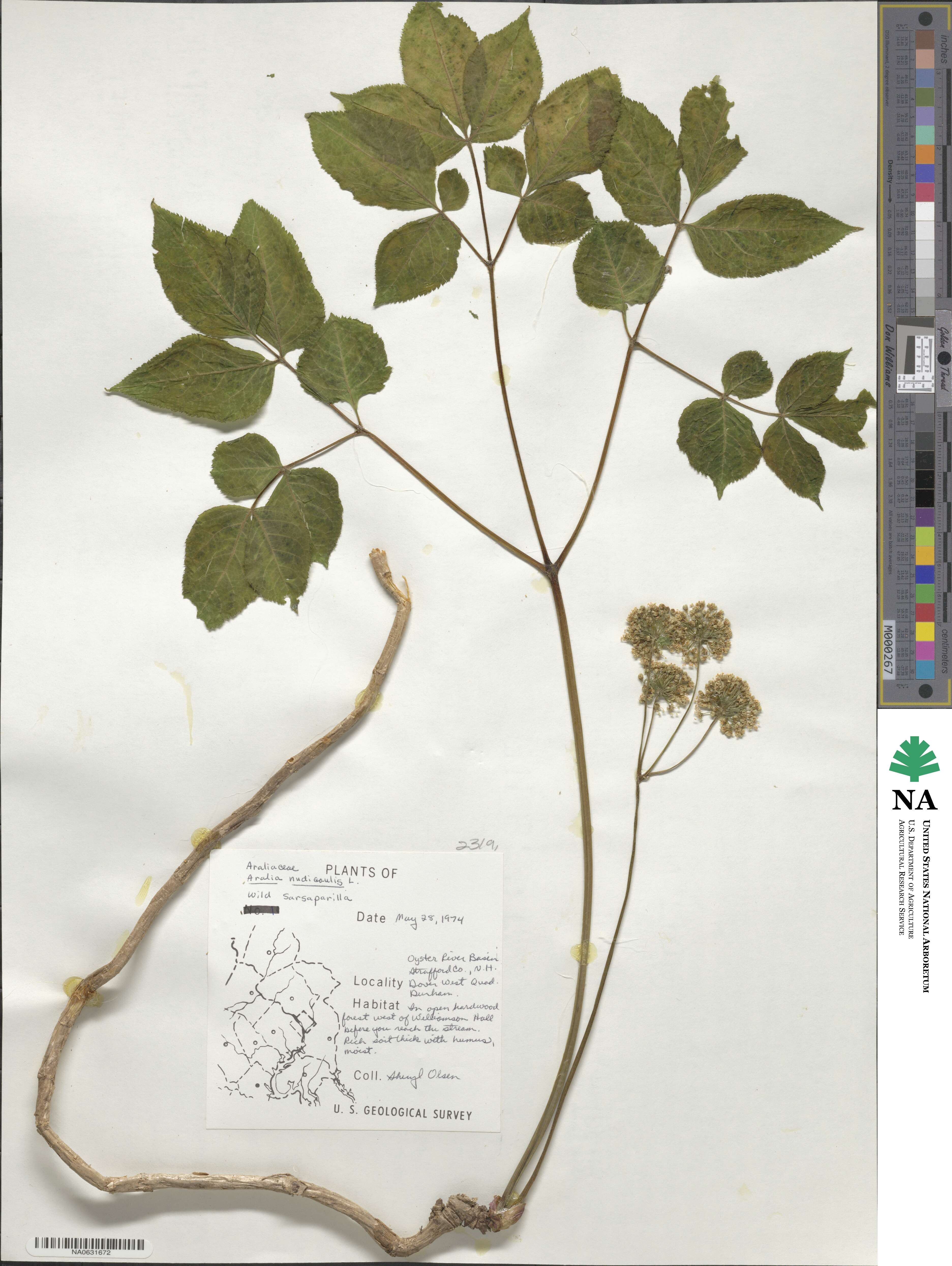 Aralia nudicaulis image