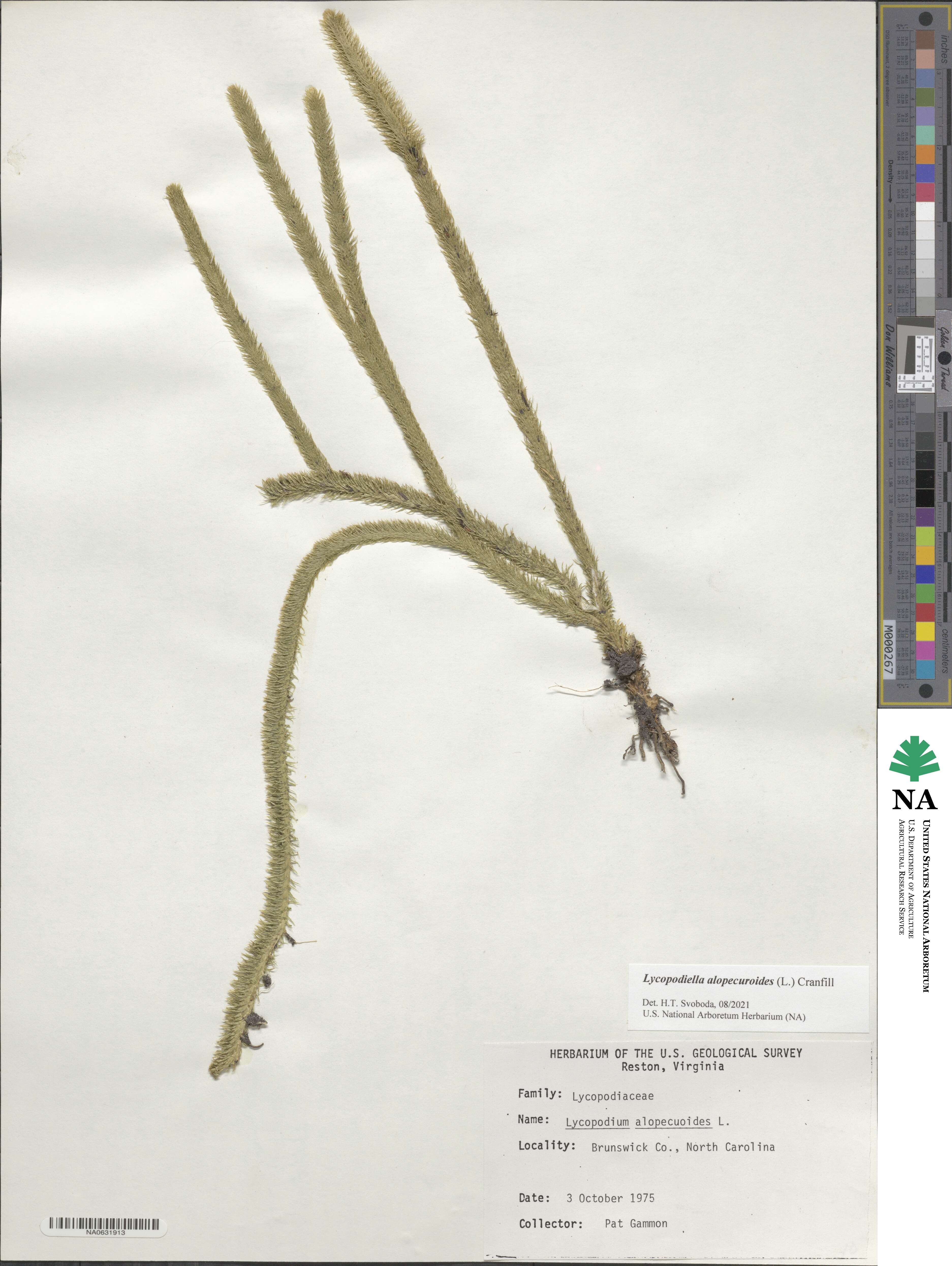 Lycopodiella alopecuroides image