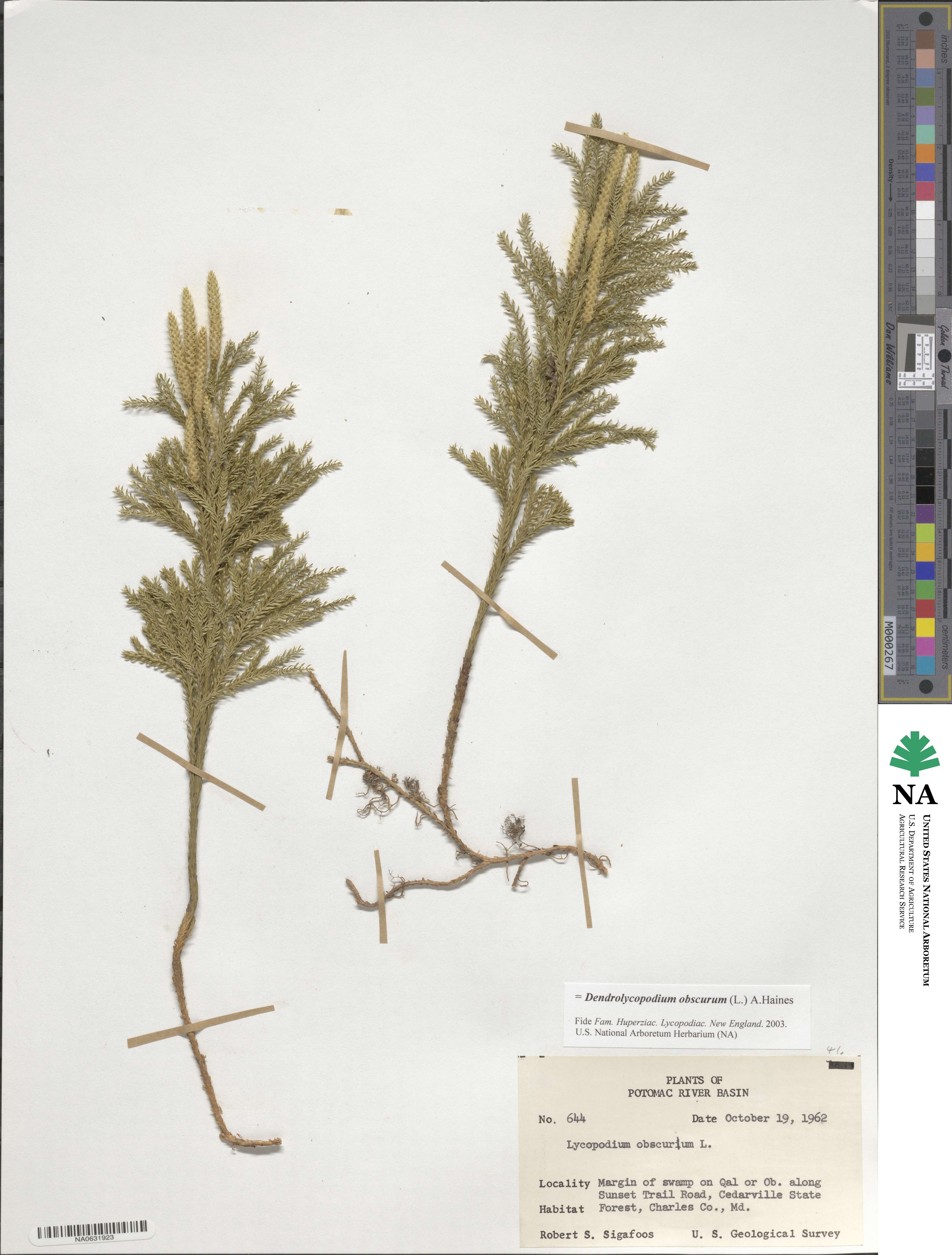 Dendrolycopodium obscurum image