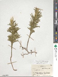 Dendrolycopodium obscurum image