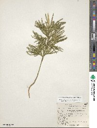 Dendrolycopodium obscurum image