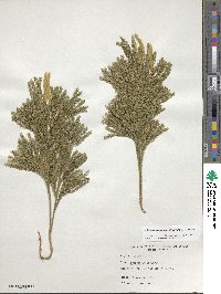 Dendrolycopodium obscurum image