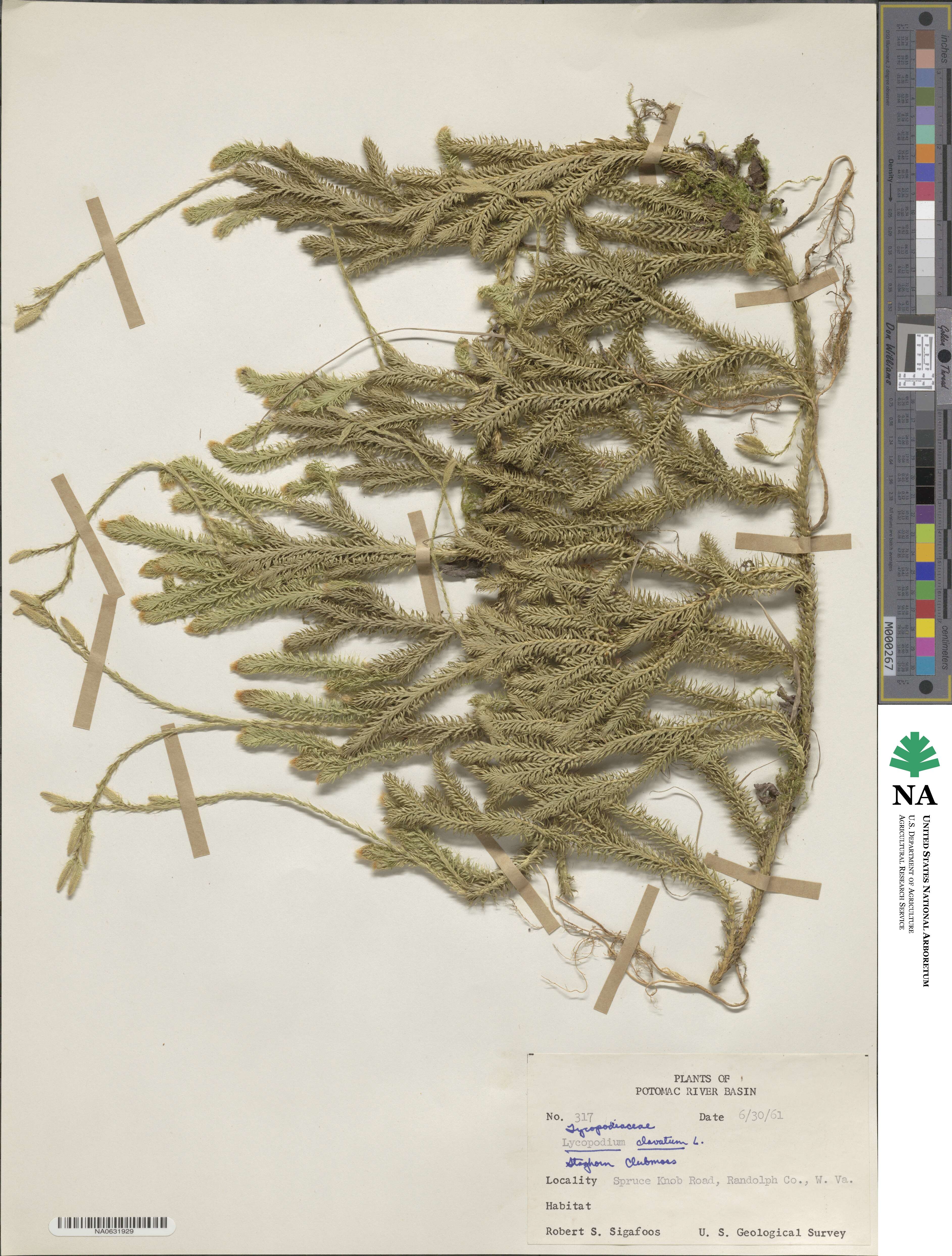 Lycopodium clavatum image