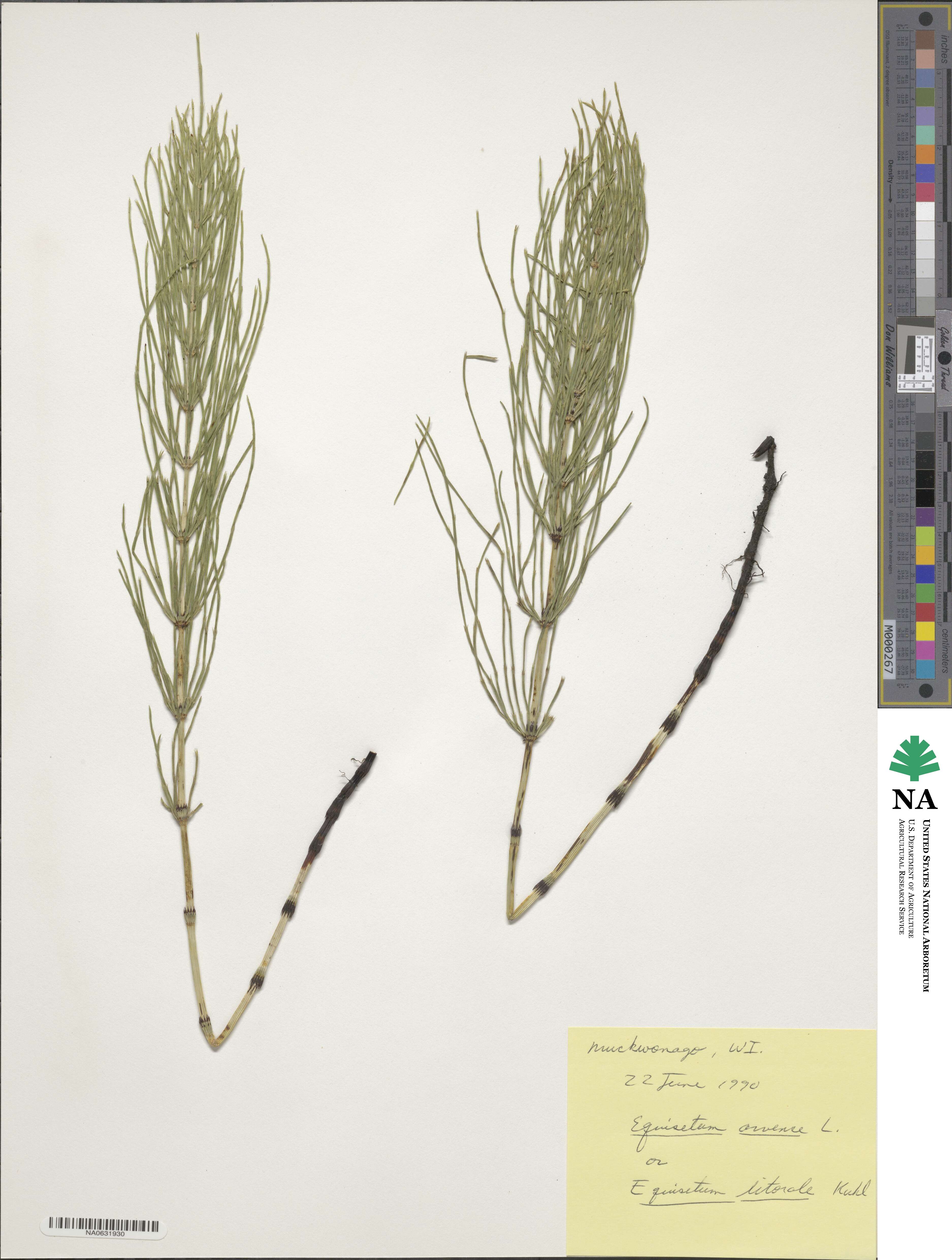 Equisetum arvense image