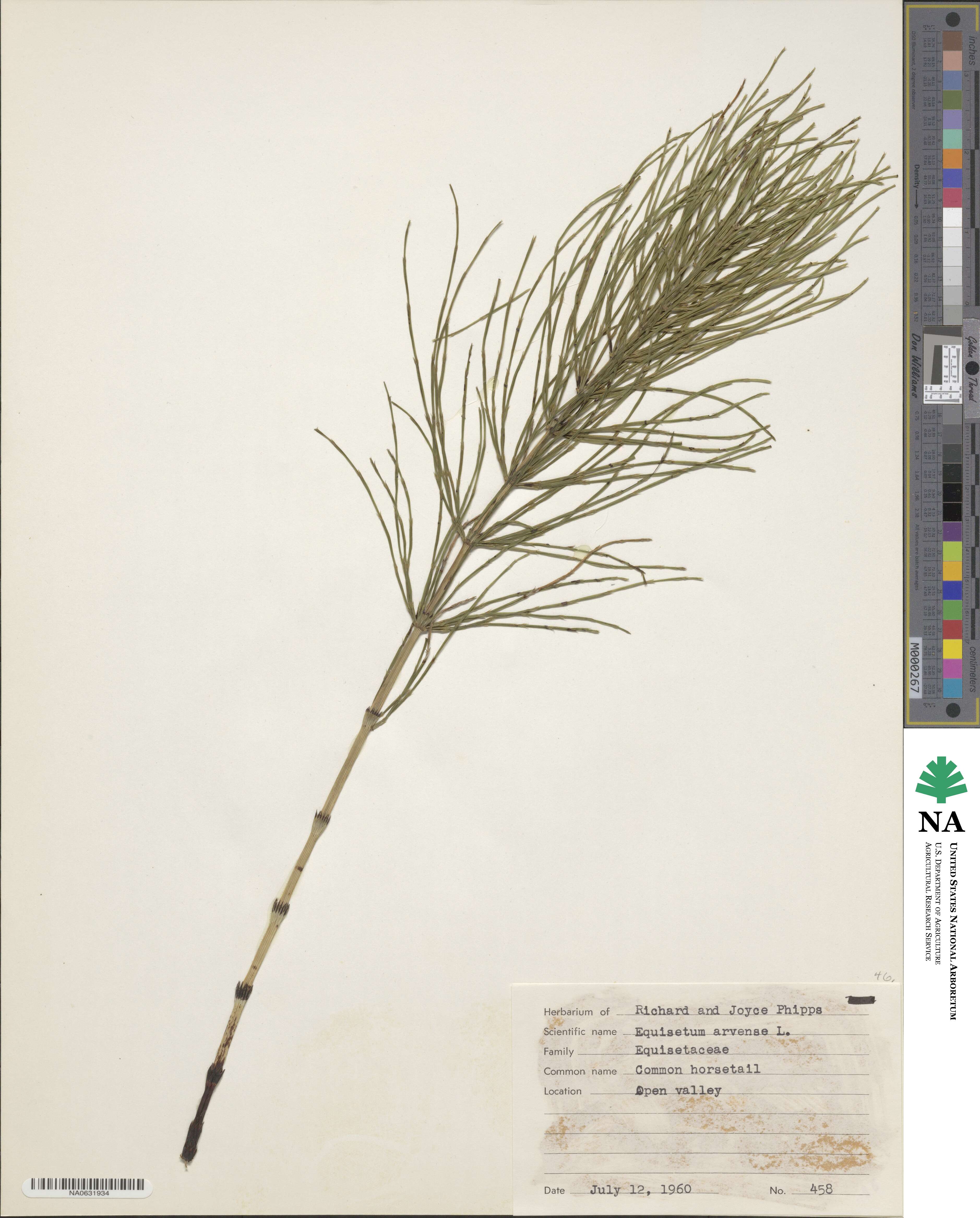 Equisetum arvense image