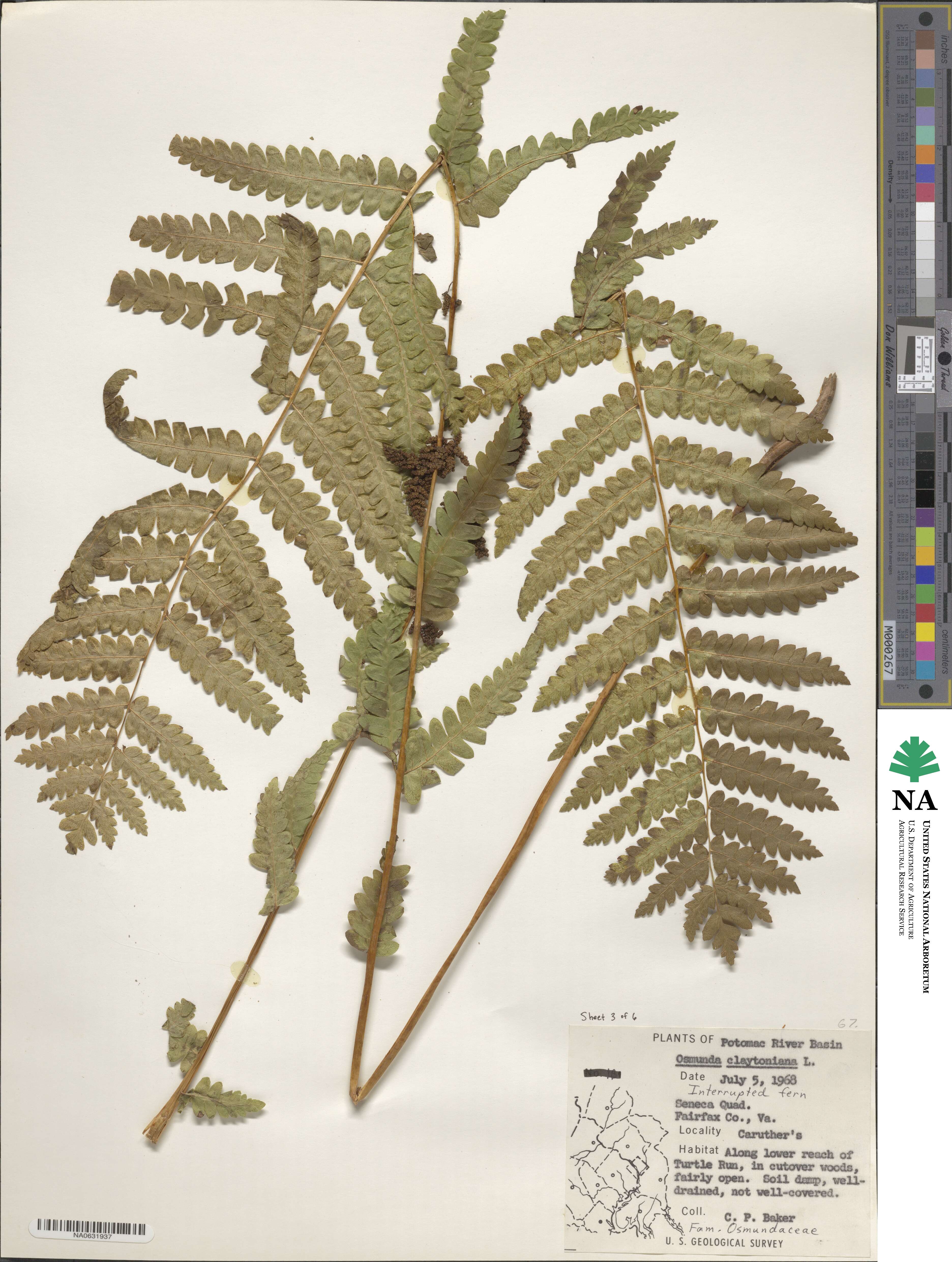 Claytosmunda claytoniana image