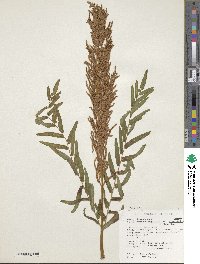 Osmunda spectabilis image