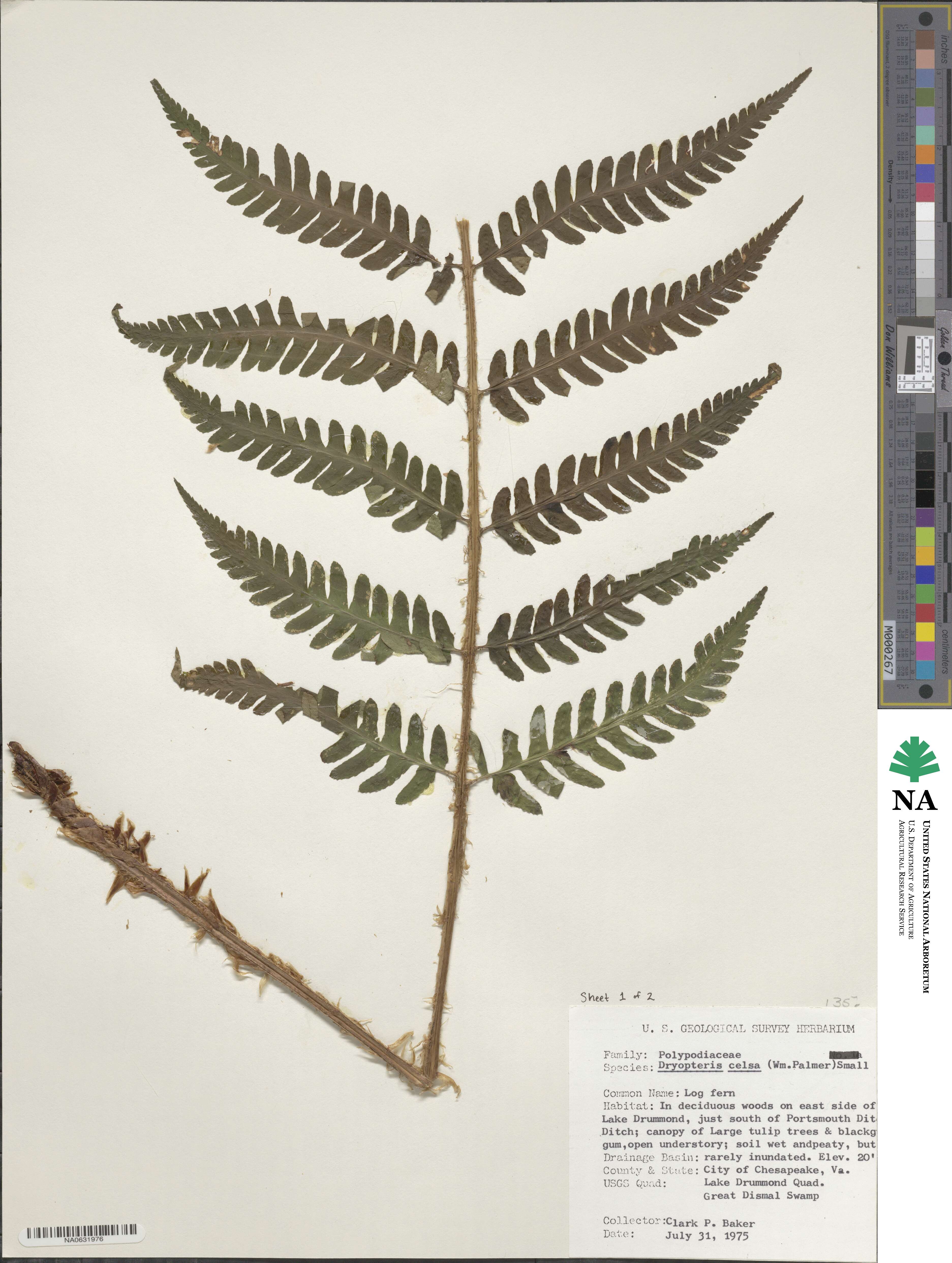 Dryopteris image