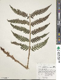 Dryopteris celsa image