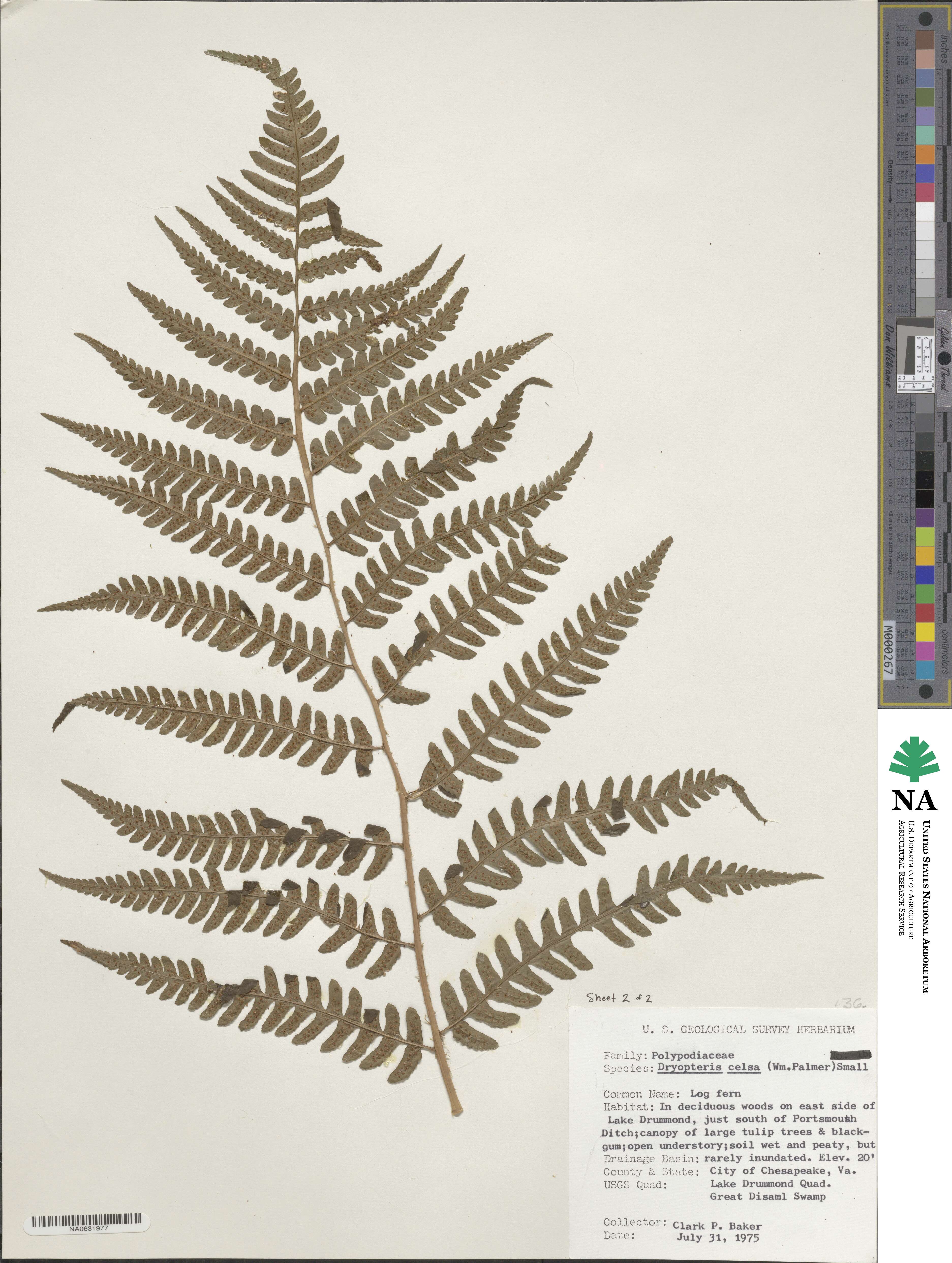 Dryopteris celsa image