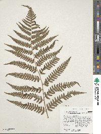 Dryopteris celsa image