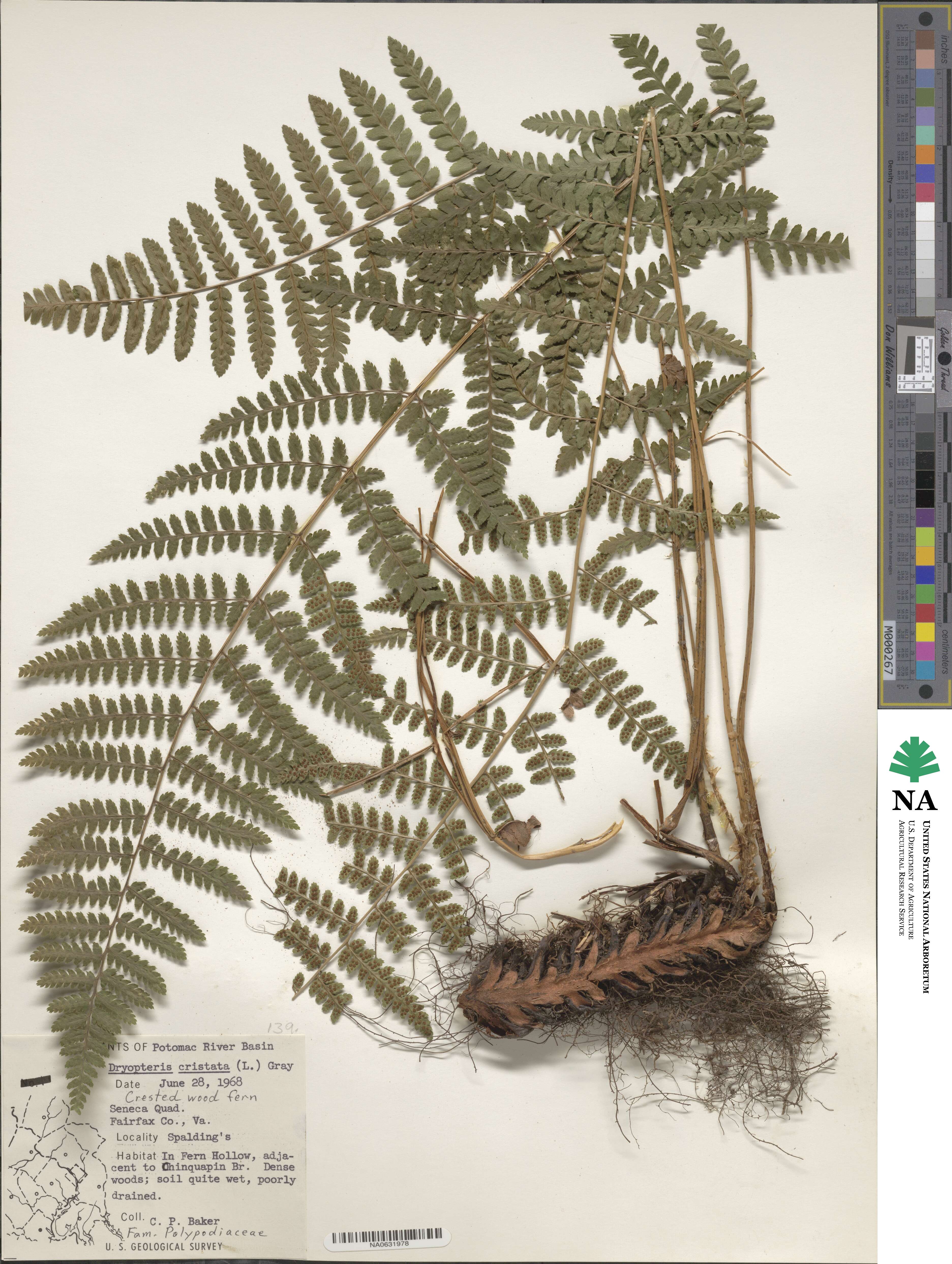 Dryopteris cristata image