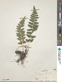 Dryopteris cristata image