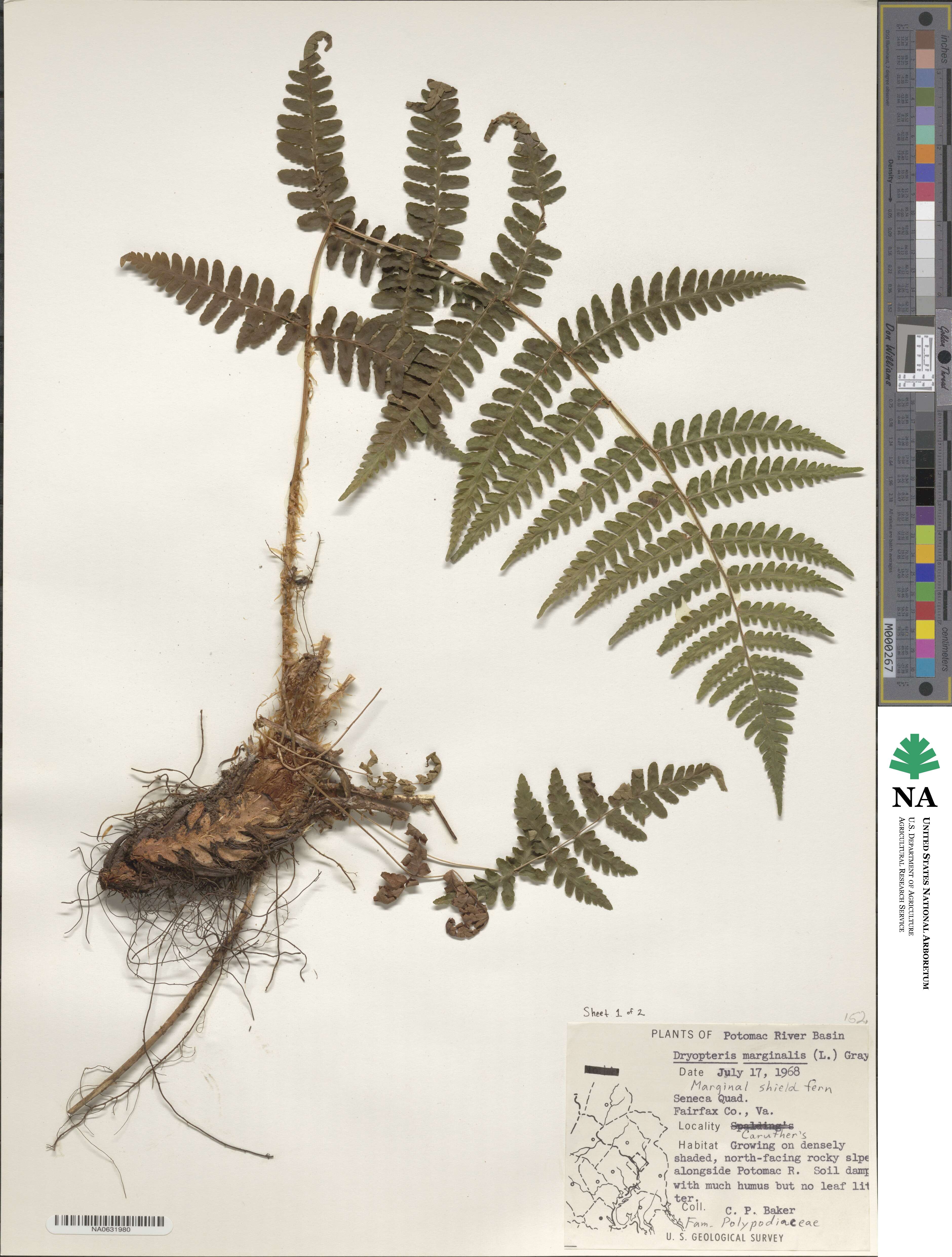 Dryopteris marginalis image