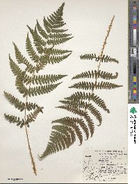 Dryopteris marginalis image