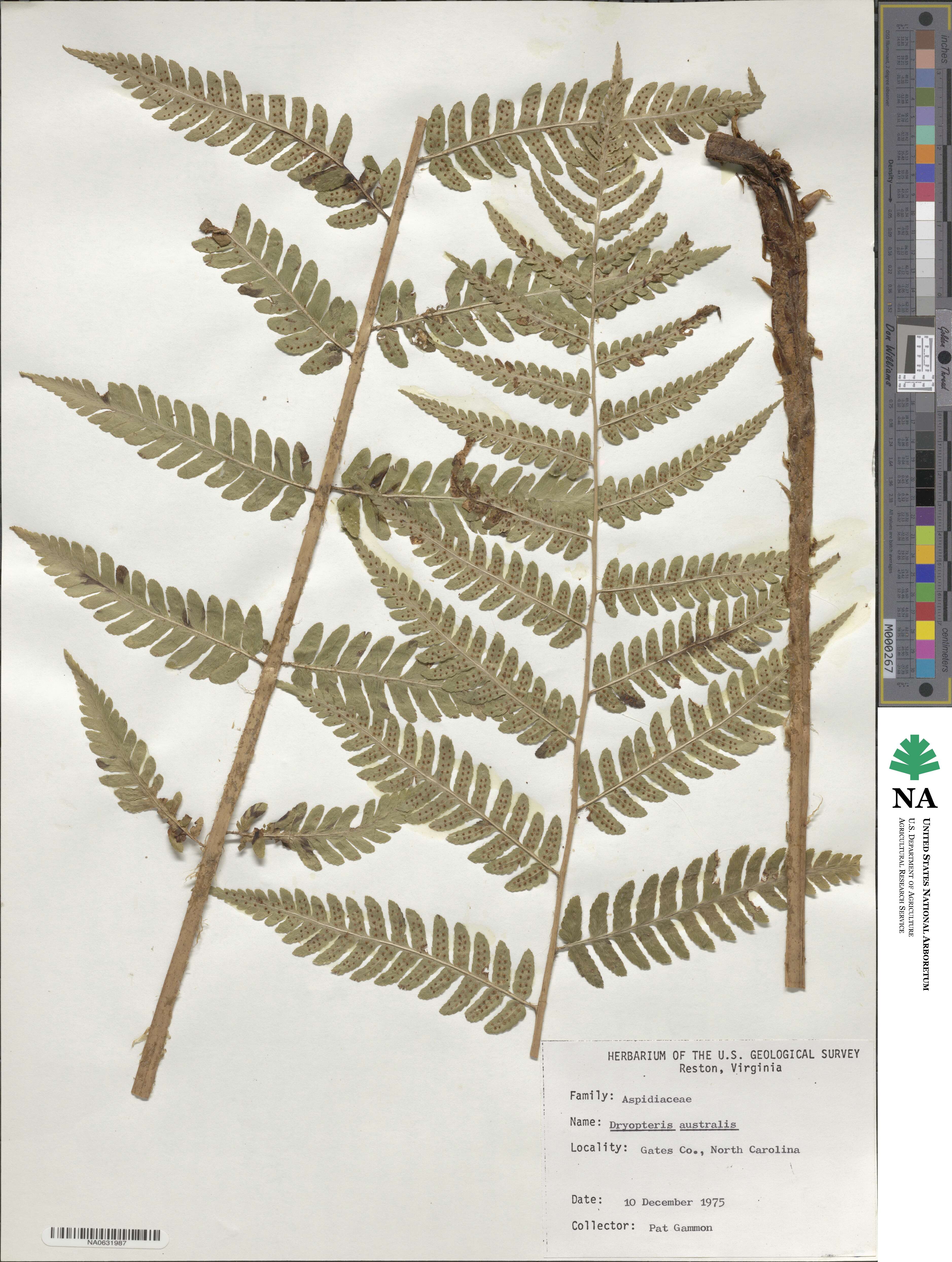 Dryopteris ×australis image