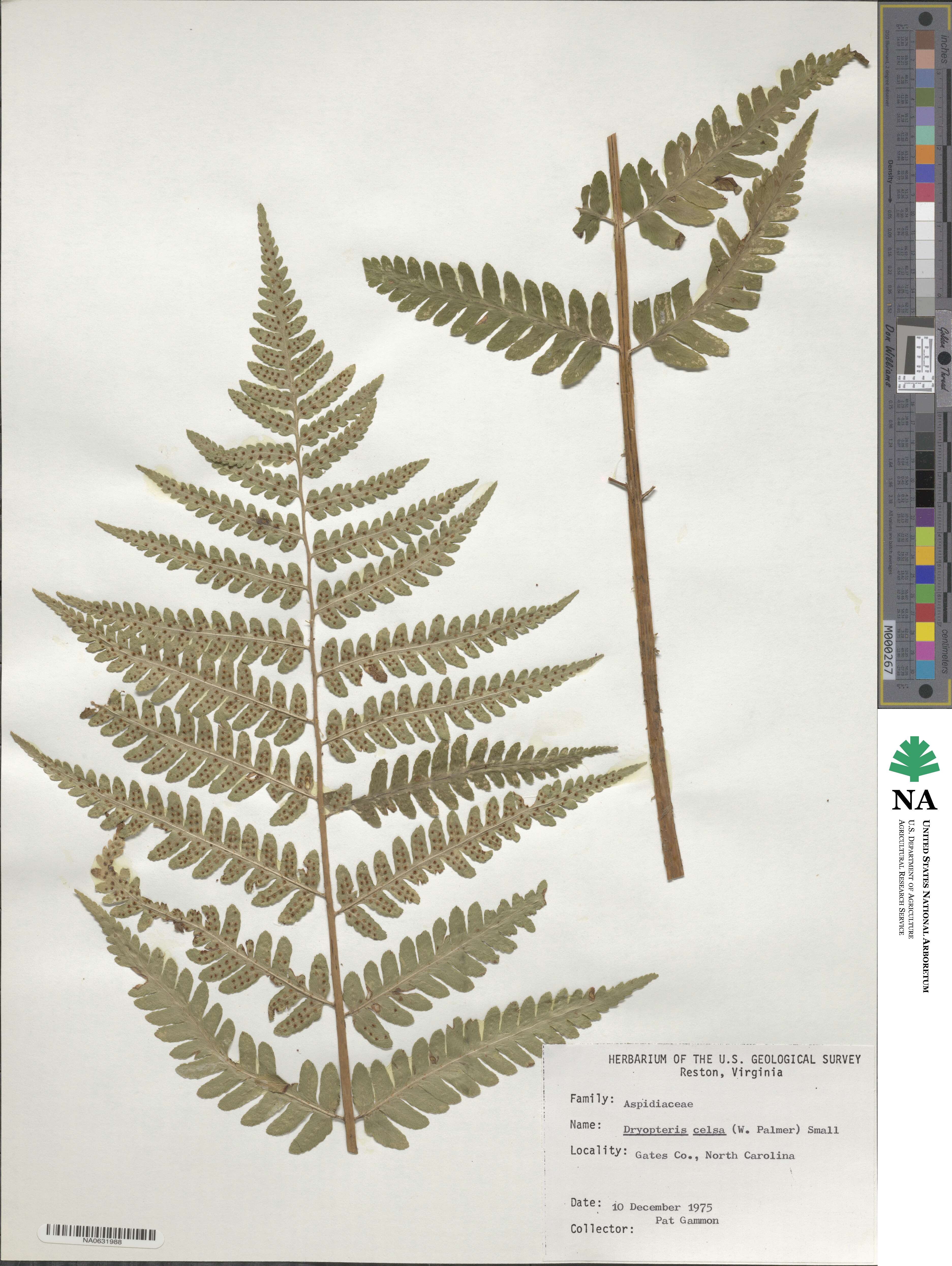 Dryopteris celsa image