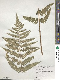 Dryopteris celsa image