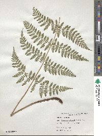 Dryopteris intermedia subsp. intermedia image