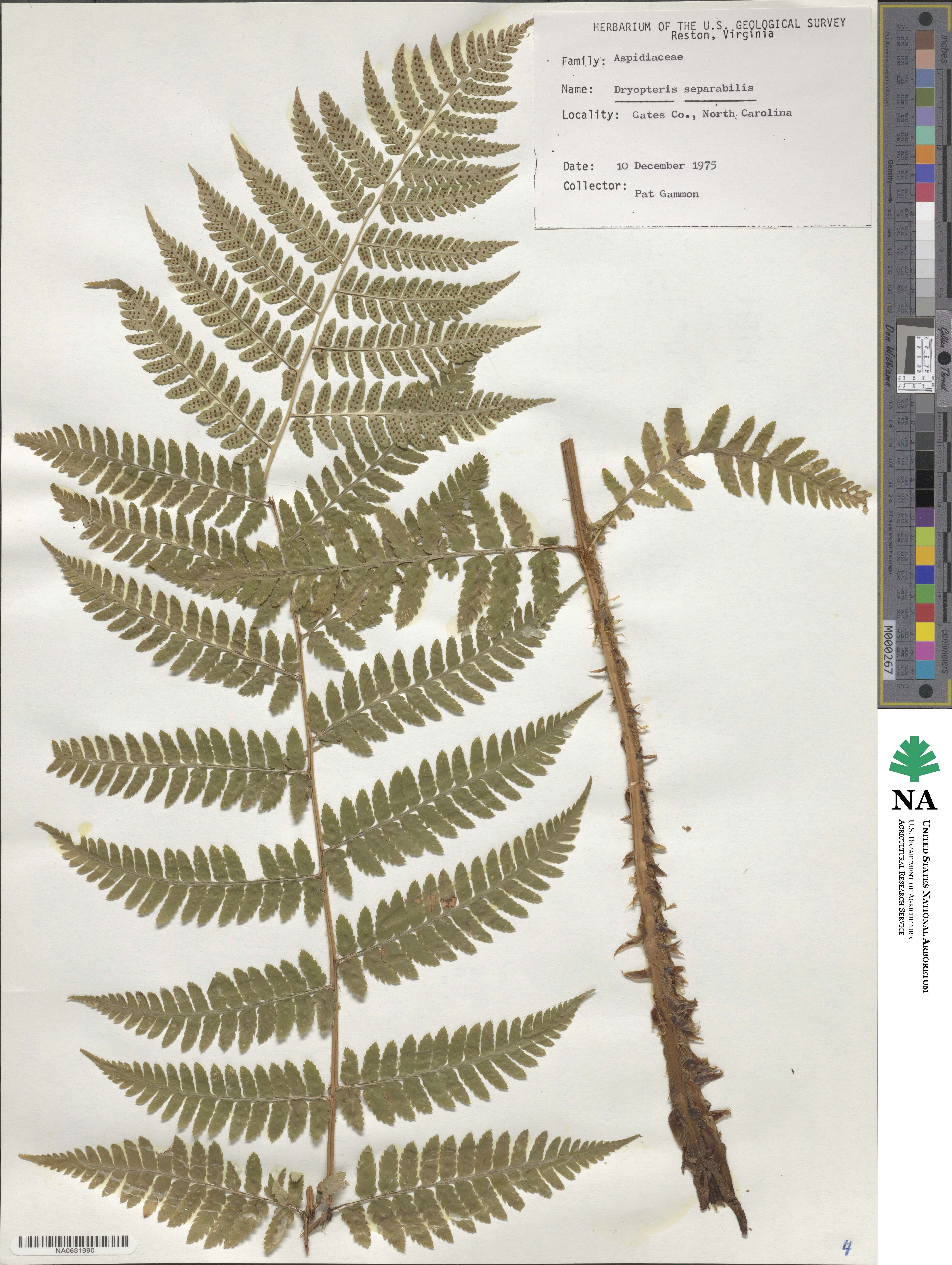 Dryopteris ×separabilis image