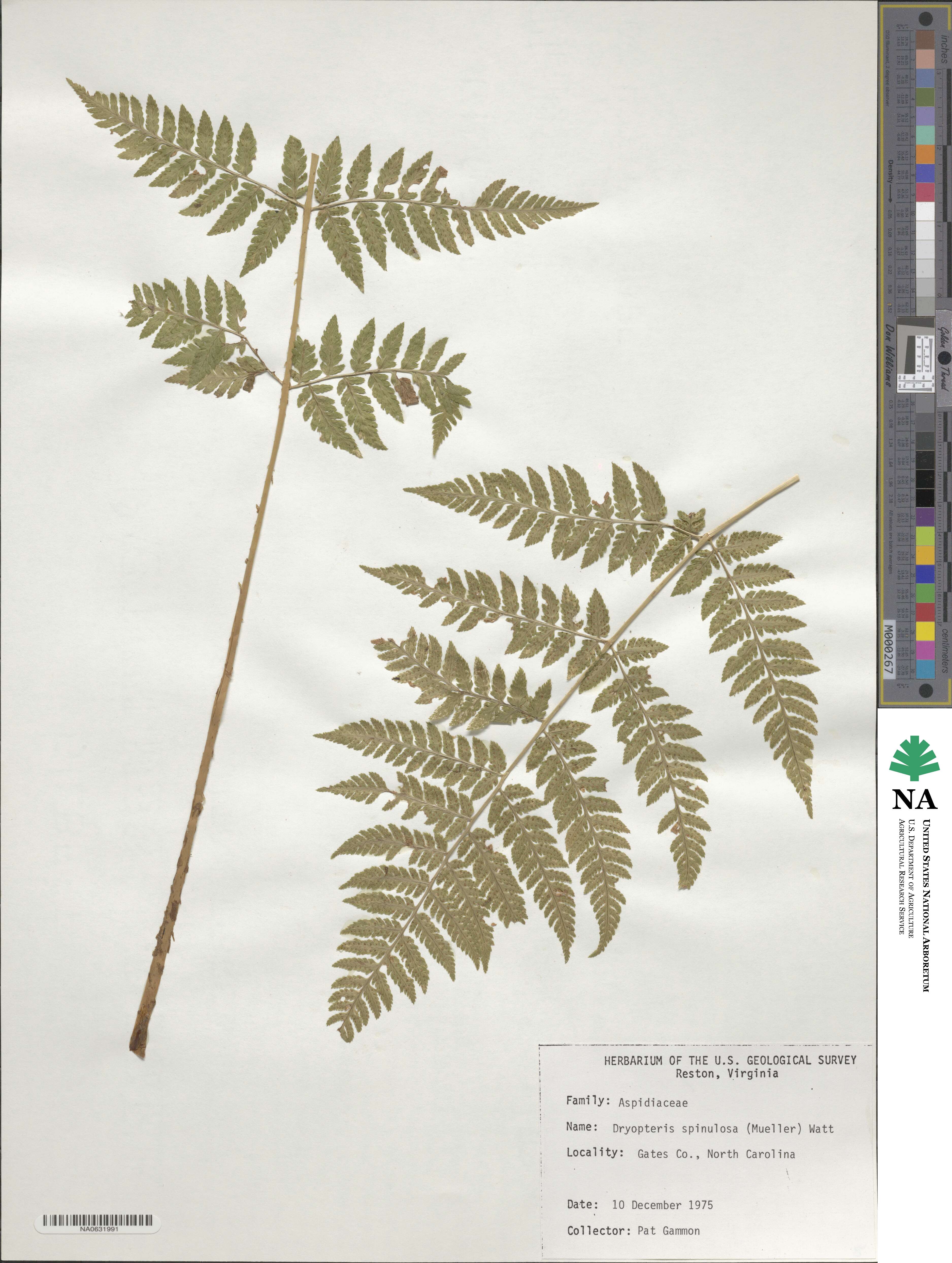 Dryopteris carthusiana image