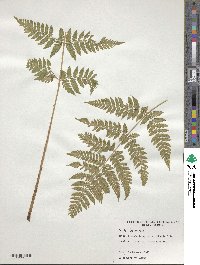 Dryopteris carthusiana image