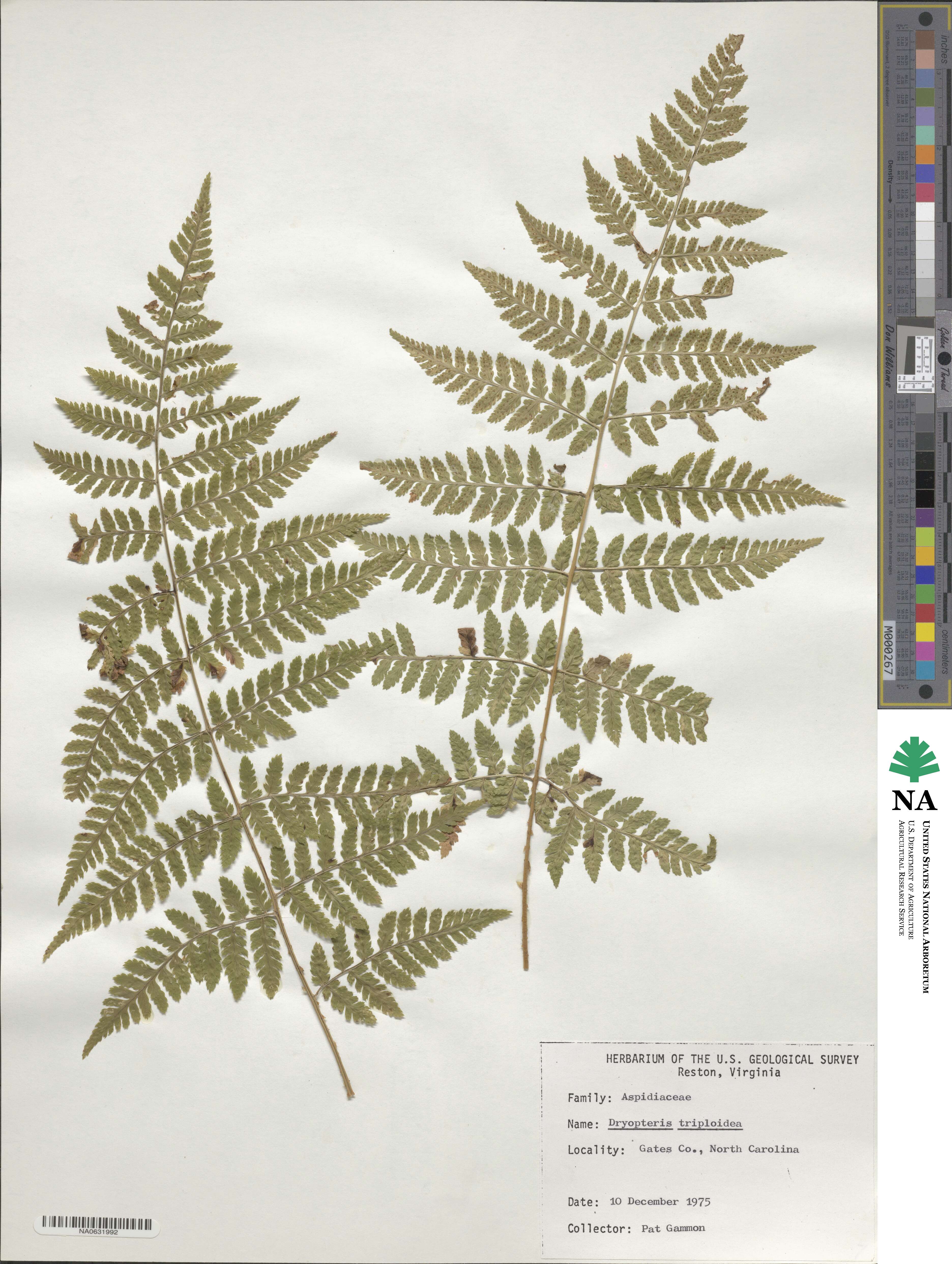 Dryopteris ×triploidea image