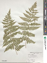 Dryopteris ×triploidea image