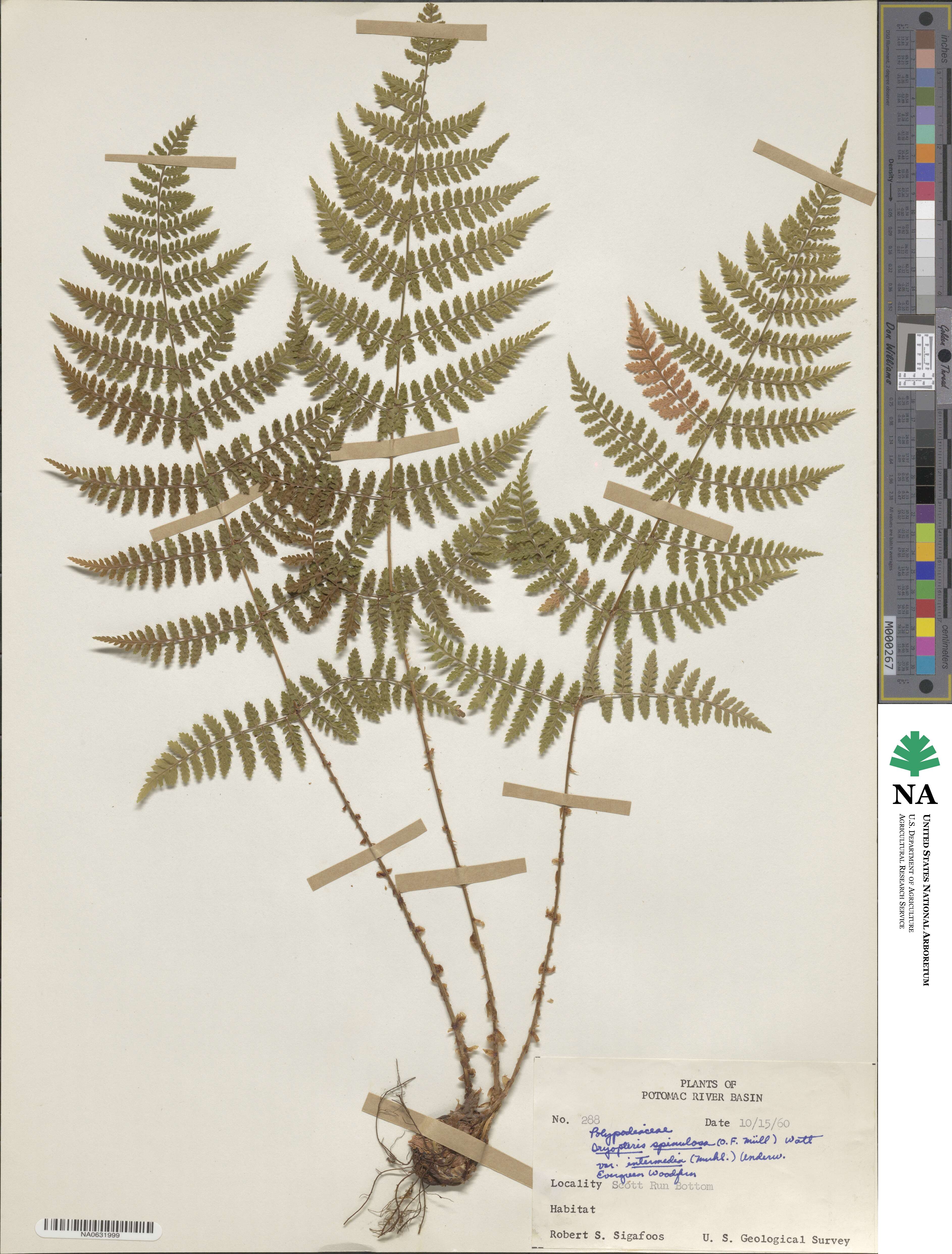 Dryopteris intermedia subsp. intermedia image