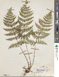 Dryopteris intermedia image