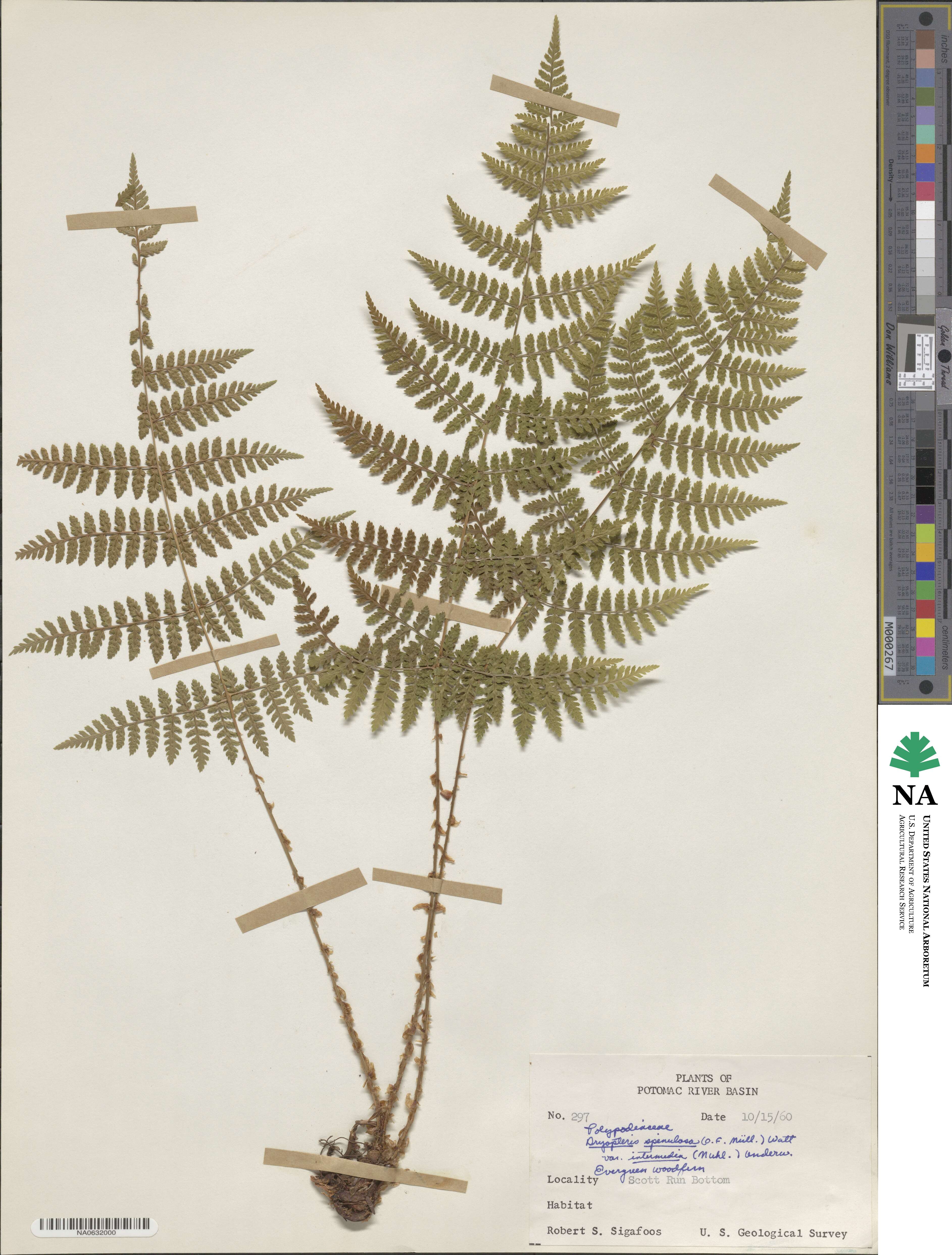 Dryopteris intermedia subsp. intermedia image