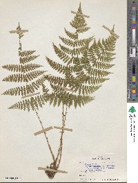 Dryopteris intermedia subsp. intermedia image