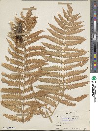 Osmundastrum cinnamomeum image