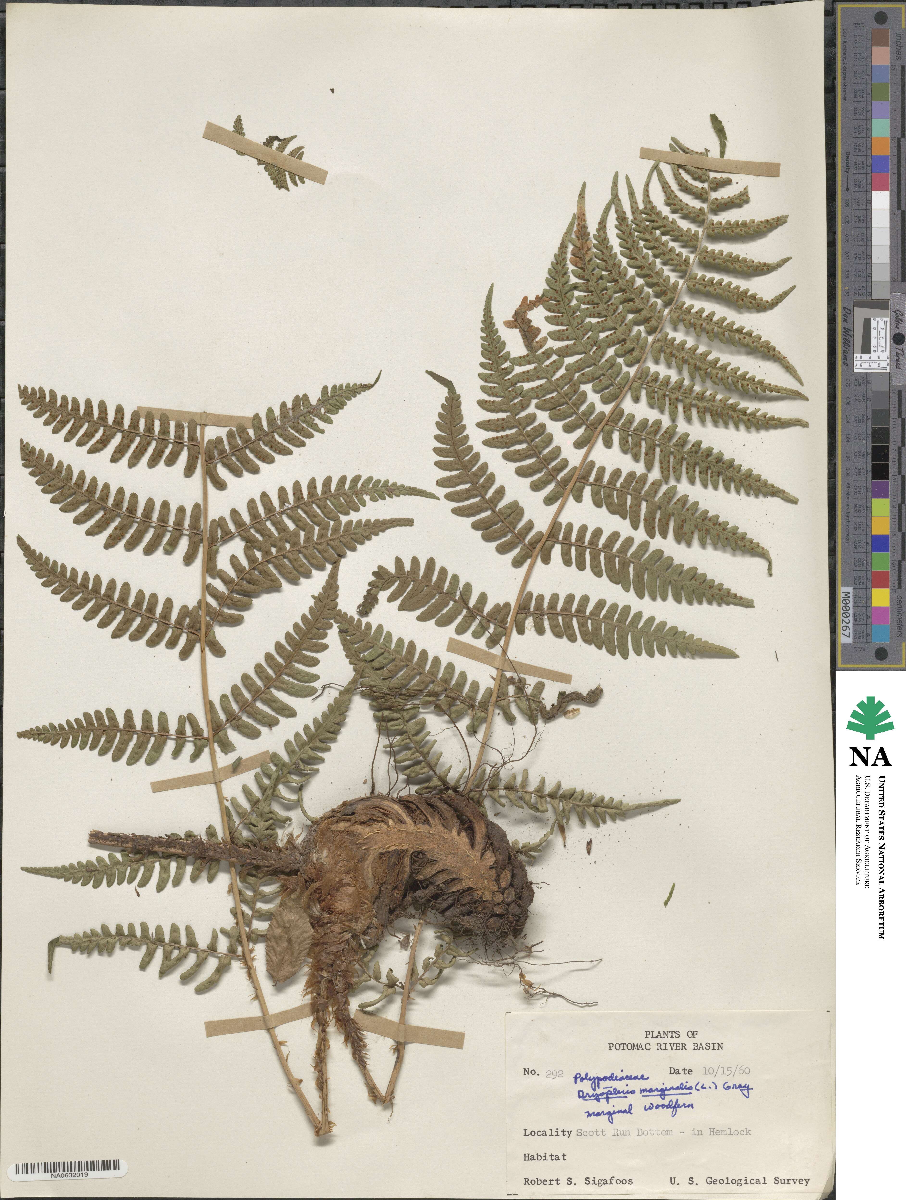 Dryopteris marginalis image