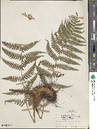 Dryopteris marginalis image