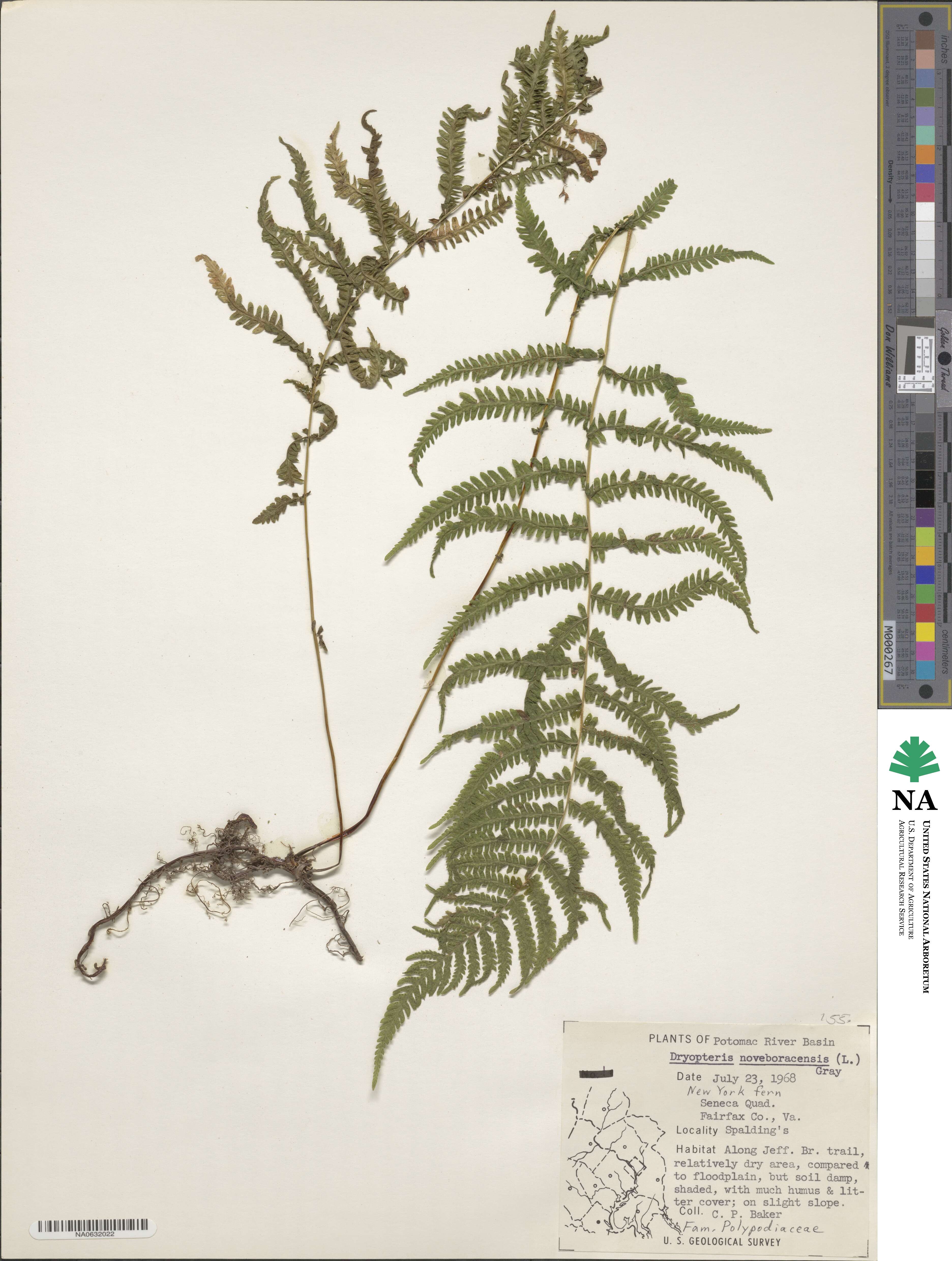 Amauropelta noveboracensis image