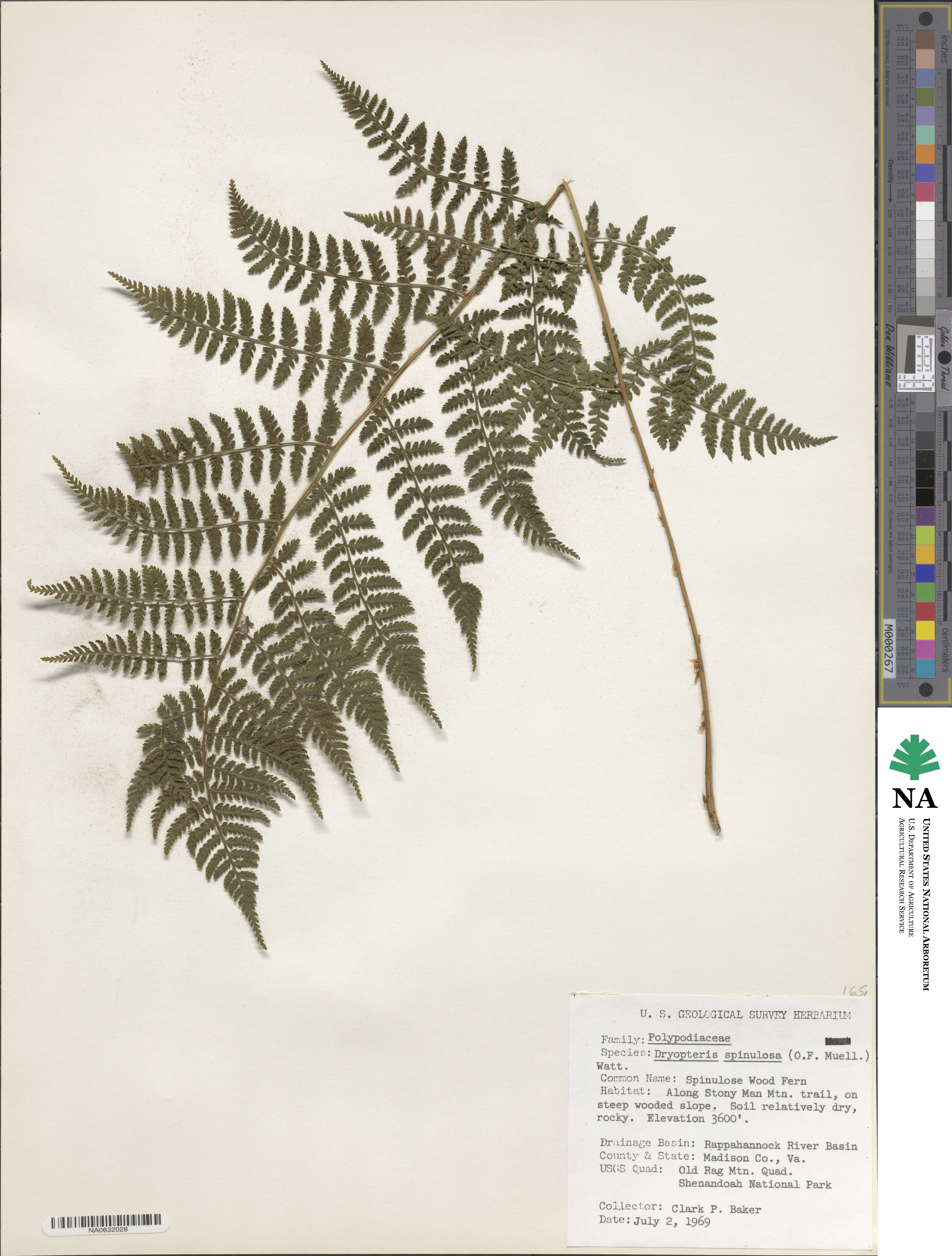 Dryopteris carthusiana image