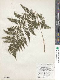 Dryopteris carthusiana image