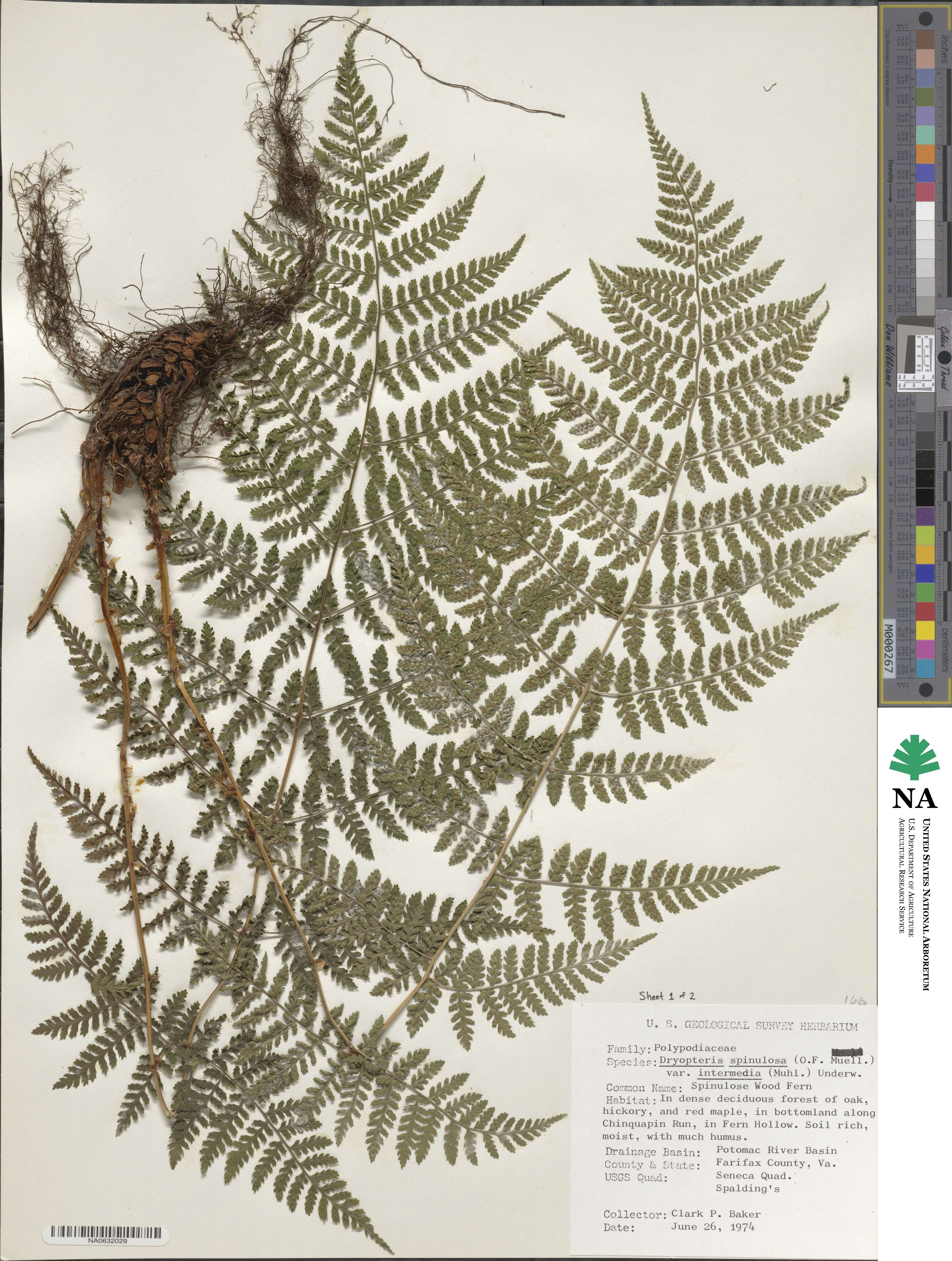 Dryopteris intermedia subsp. intermedia image