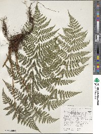 Dryopteris intermedia subsp. intermedia image