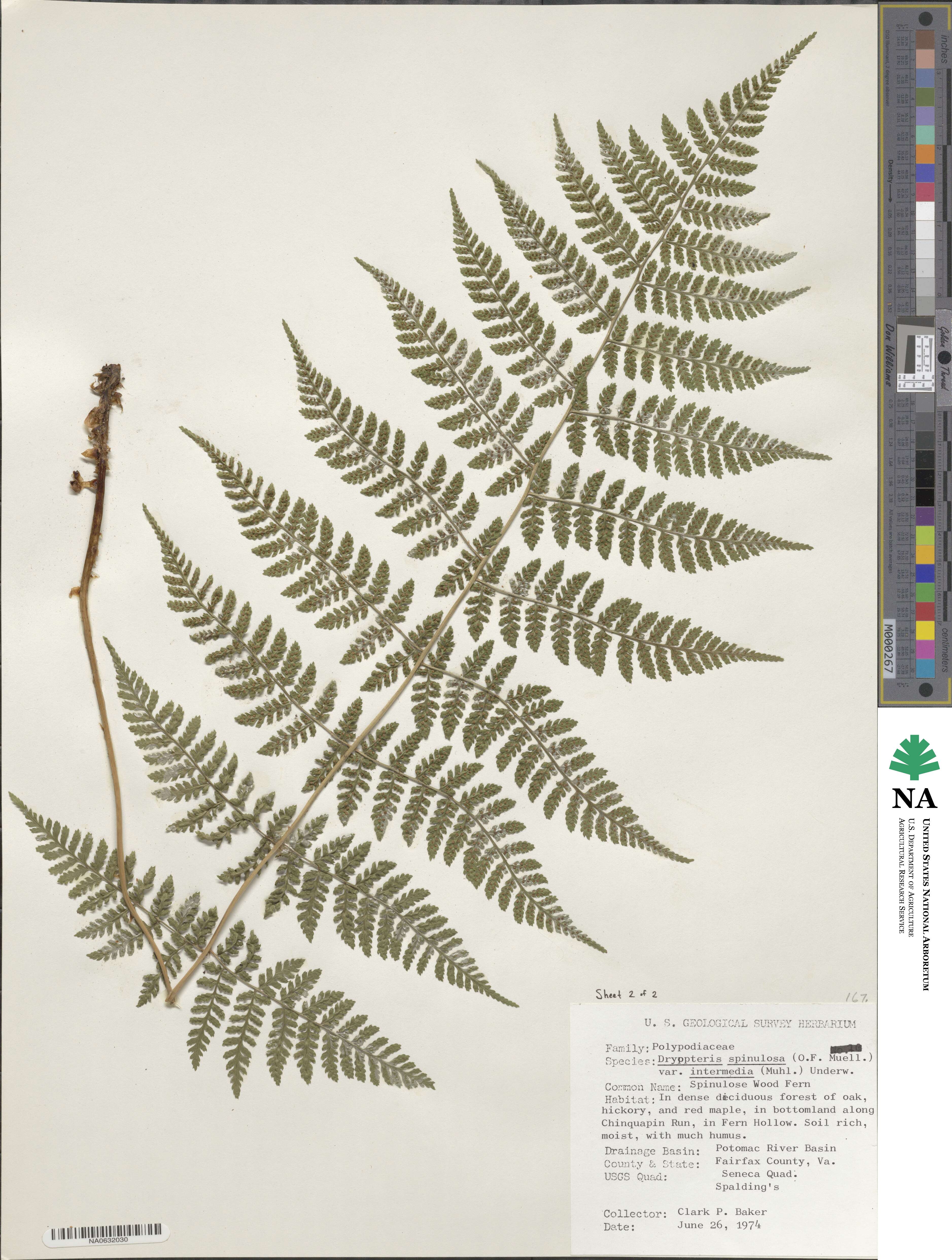 Dryopteris intermedia image