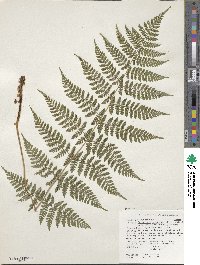 Dryopteris intermedia subsp. intermedia image